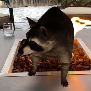 Meet your Posher, Isabella